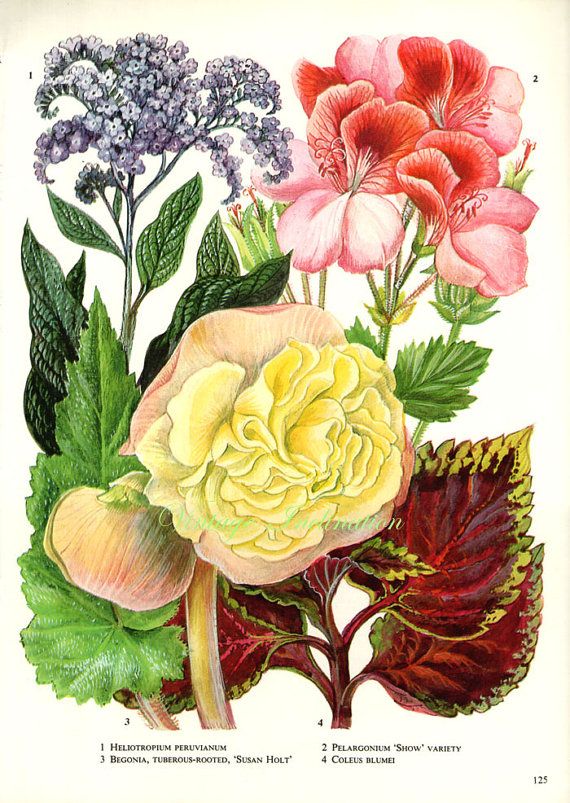 B. ‘Susan Holt’